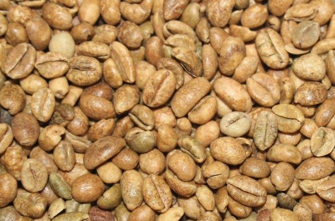 Кофе либерика: особенности вкуса и способы использования