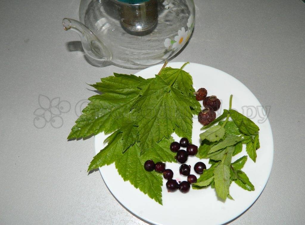 Чай из листьев смородины: польза и вред, чем полезен смородиновый чай, применение в народной медицине