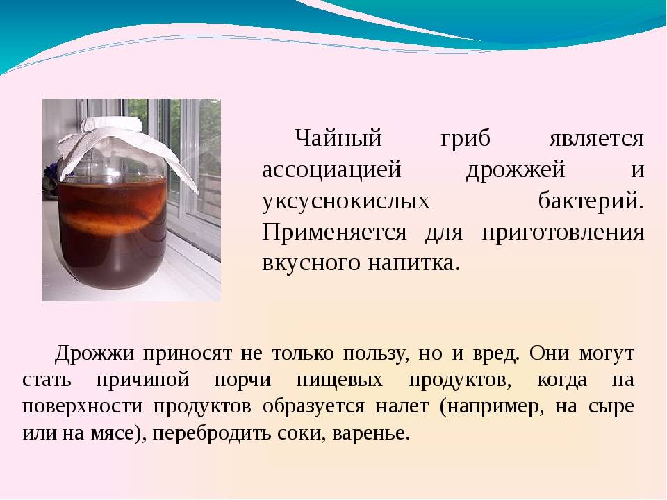 Чайный гриб как пить при различных заболеваниях, что лечит напиток, рецепты и дозы