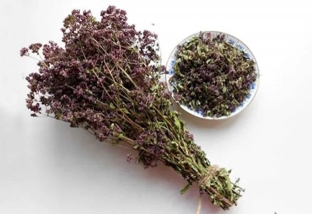 Вербена лекарственная: лечебные свойства травы и противопоказания