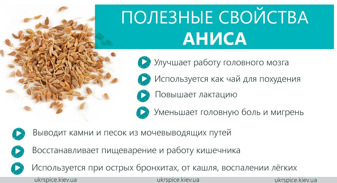 Семена аниса - полезные свойства, противопоказания и фото