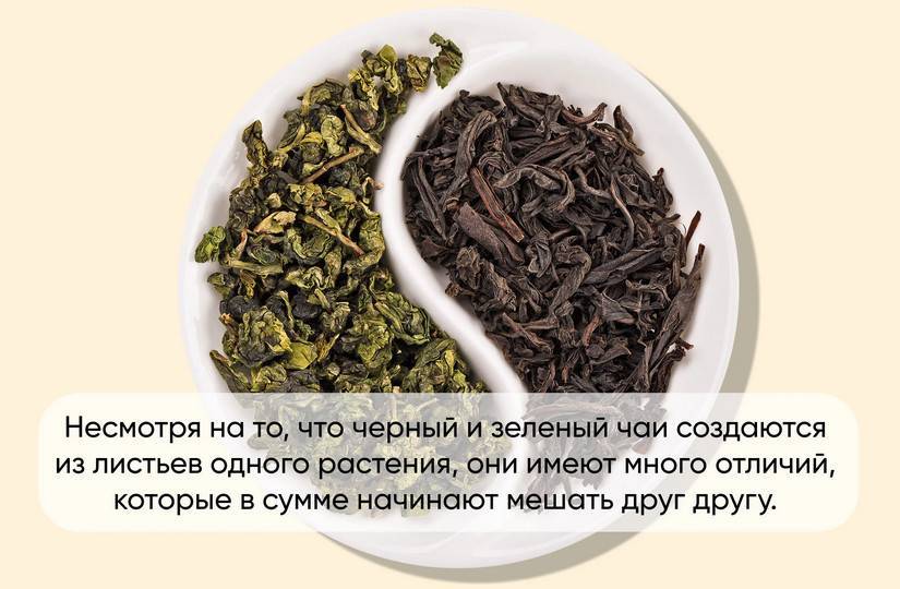 Черный и зеленый чай. в чем разница?