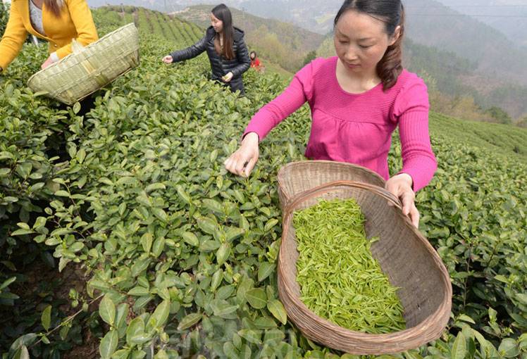 Производство чая: технология изготовления и ферментации, используемое сырье
