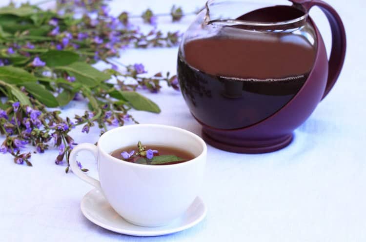 Вербена чай – полезные свойства и применение лекарственной травы