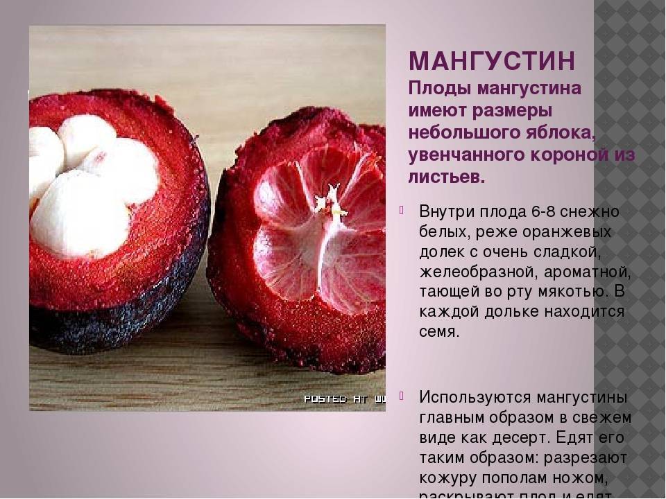 Мангустин - польза и вред, состав, калорийность. как едят мангустин, как принимать для похудения. как вырастить мангустин дома