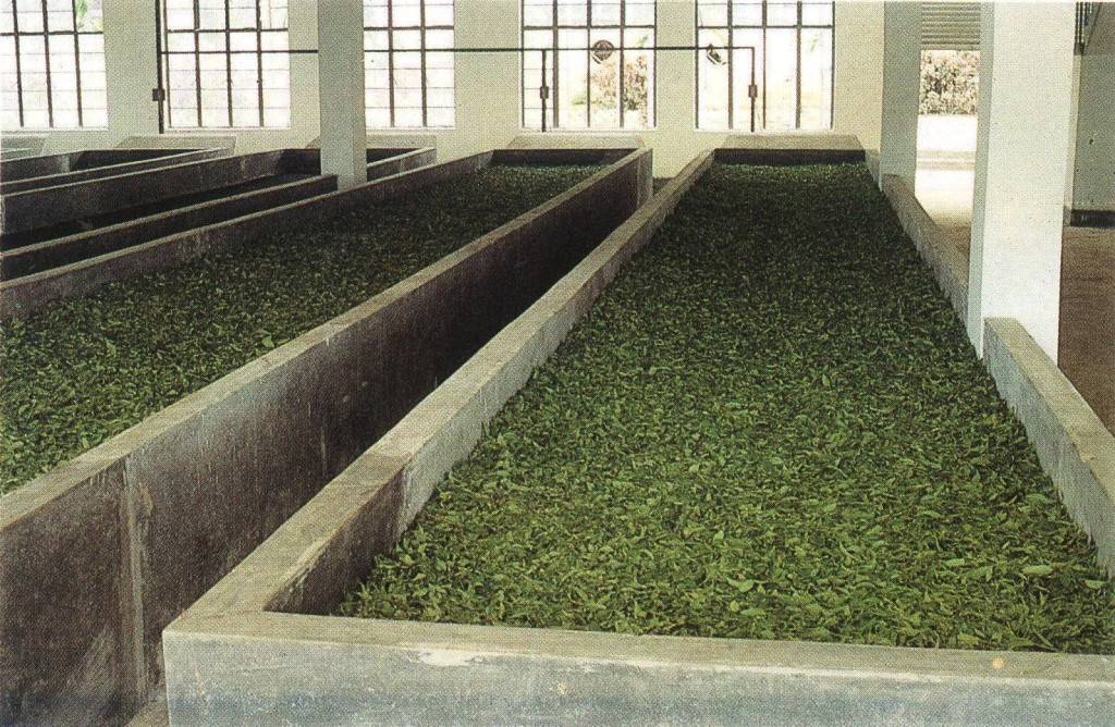 Бизнес-идея: производство травяных чаев в пакетиках