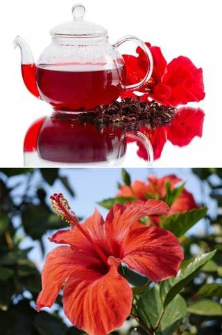 Гибискус - полезные свойства чая и противопоказания: что это такое, его польза и вред