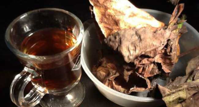 Чай из бадана: полезные свойства чигирского чая