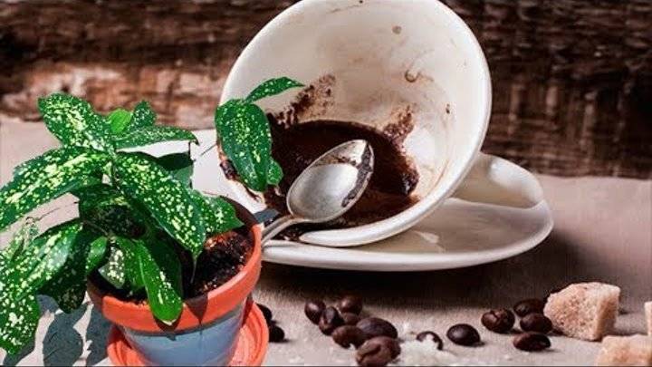 Спитый кофе как удобрение на даче: чем полезна кофейная гуща для огорода и теплицы и как применять