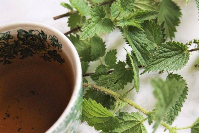 Чай из крапивы: польза и вред для мужчин, женщин, как сделать, рецепты, как сушить, противопоказания, в каких случаях принимать, отзывы