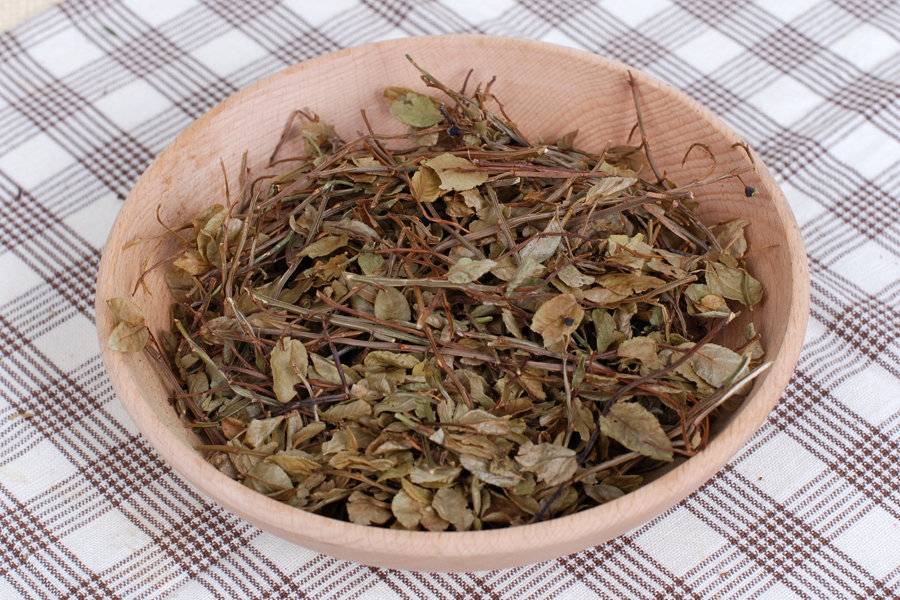 Листья черники: лечебные свойства и противопоказания, чем полезен чай, отвар для организма человека при сахарном диабете »