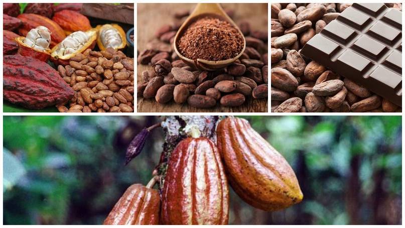 Ферментация какао бобов – этапы ферментации