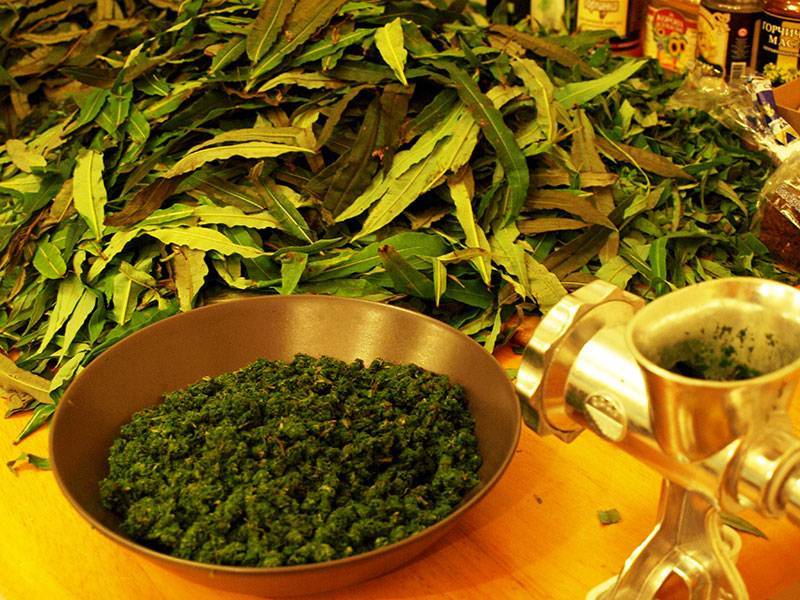 Как правильно пить и заваривать иван-чай: 9 способов, подробные рецепты для приготовления в домашних улсовиях