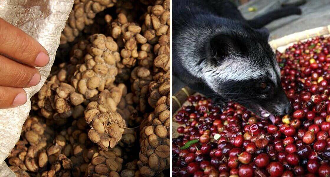 Самый дорогой кофе в мире из кала животных (сорт из вьетнама)