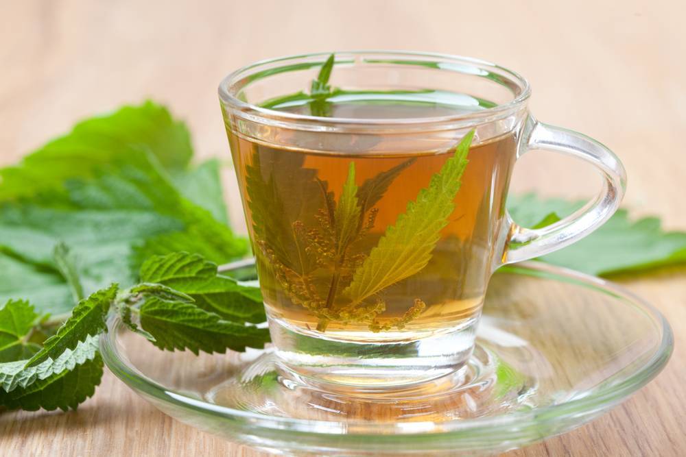 Чай из крапивы - польза и вред для организма мужчины и женщины. полезные свойства и противопоказания