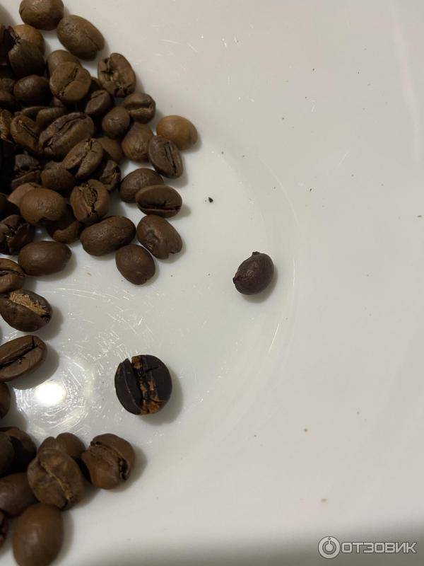Робуста и арабика - различия этих видов кофе