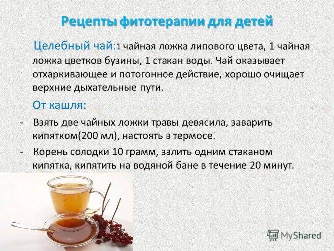 Таежный чай: состав, рецепты приготовления, польза и вред