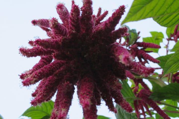 Растение амарант из семейства амарантовых: полезные лечебные свойства