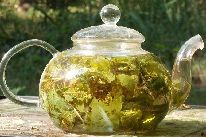 Чем полезен чай из липового соцветия?