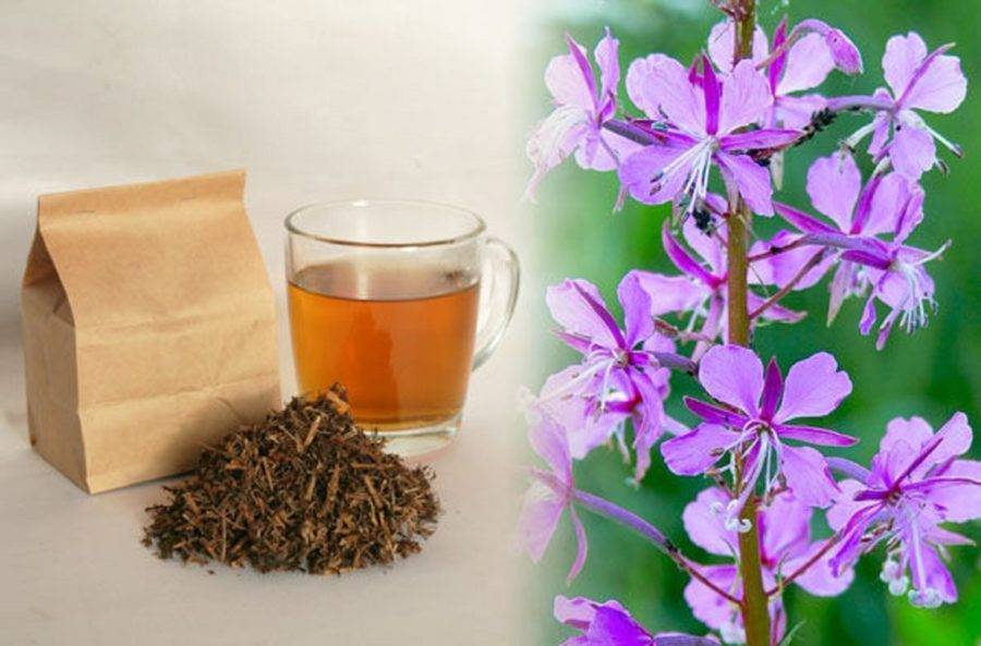 Трава иван-чай: польза и вред, рецепты для здоровья