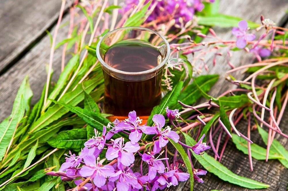 Иван-чай (кипрей): выращивание из семян, посадка и уход, полезные свойства