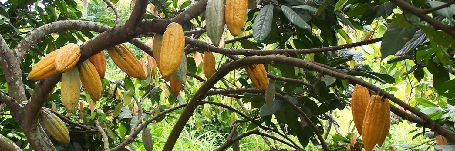 Дерево какао: описание, где растет и как выглядит
