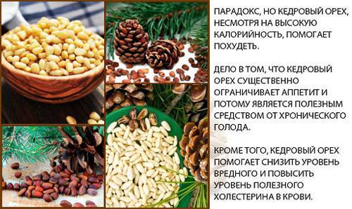 Настойка на скорлупе кедровых орехов: польза и вред, особенности применения