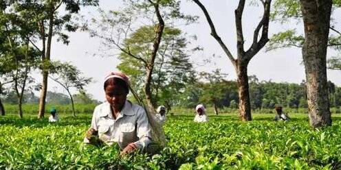 Не чая ли: бизнес предупредил о сокращении поставок индийской продукции в магазины