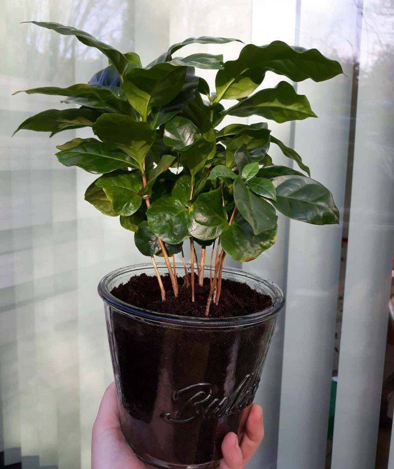 Выращиваем дома кофейное дерево: как бонсай и не только