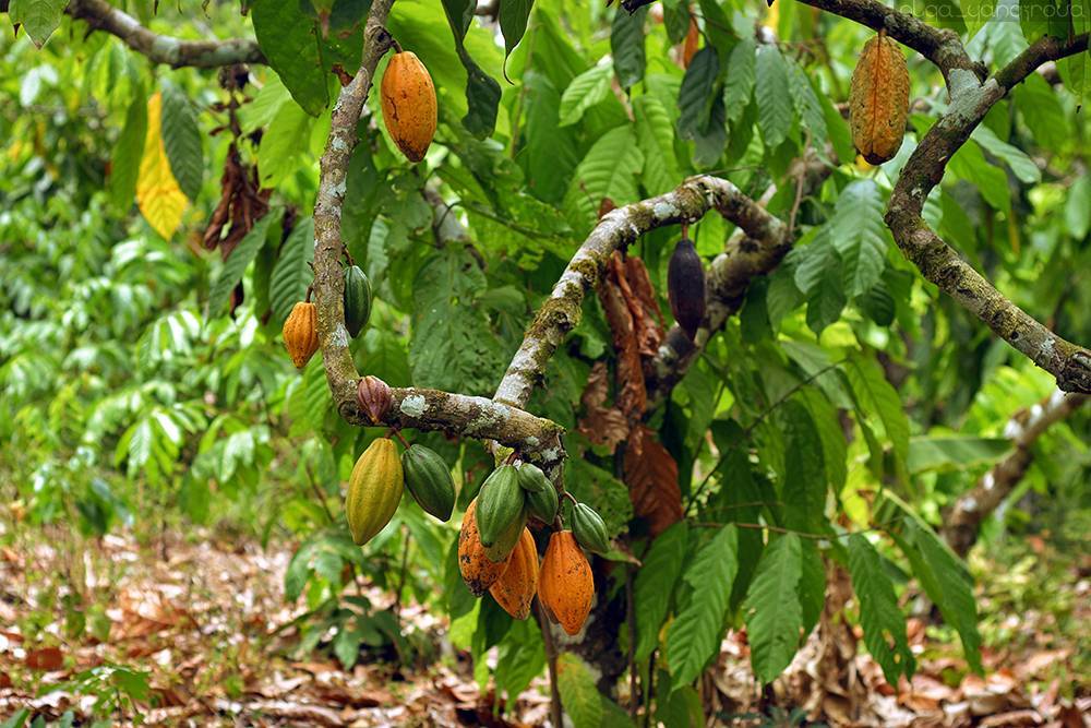 Шоколадное дерево в комнате — особенности выращивания какао. уход в домашних условиях. фото — ботаничка.ru