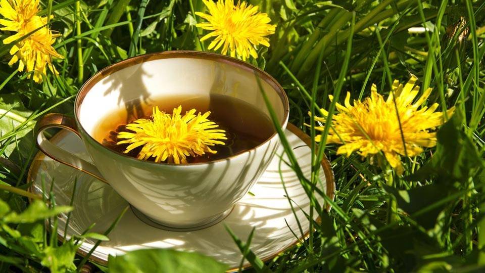 Чай из одуванчика: польза и вред для здоровья