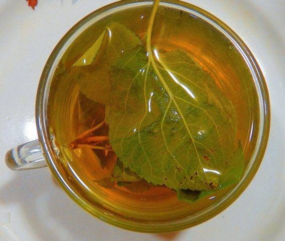 Чай гинкго билоба: полезные свойства, применение