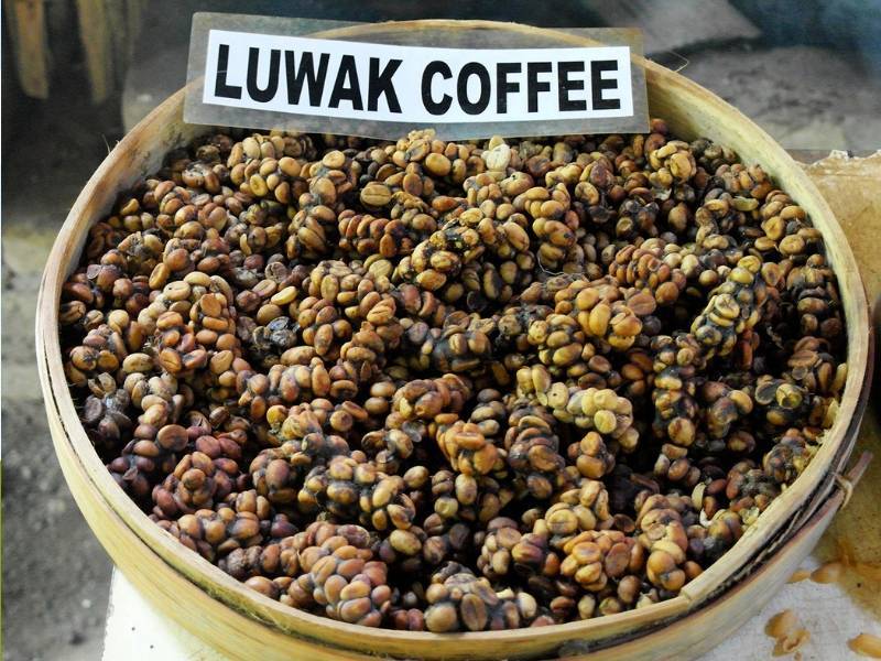 Кофе лювак копи из какашек, название напитка из кала животных из вьетнама