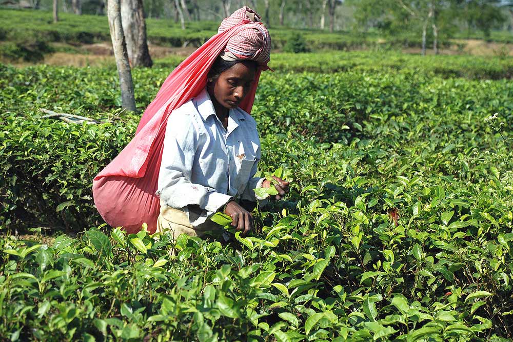 Индийский чай: регионы выращивания, чайные сорта из индии