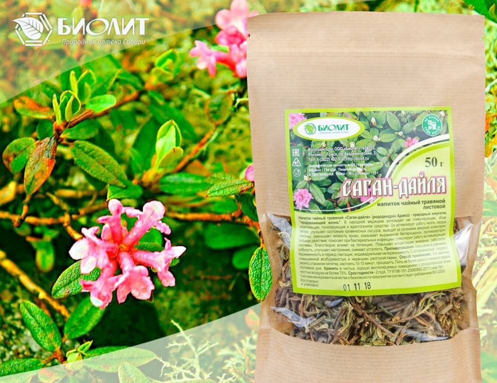Саган-дайля: полезные свойства и противопоказания, как заваривать травяной чай и отзывы о лекарственной траве