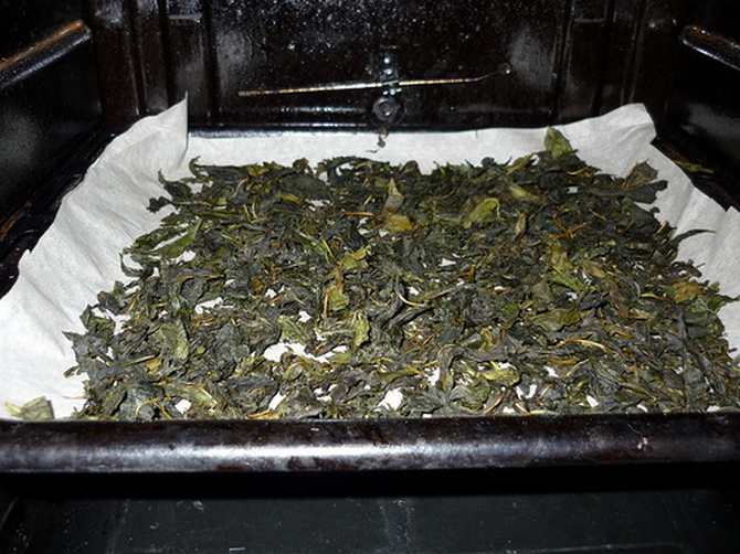 Как заготовить листья малины на зиму для чая: когда собирать малиновые листочки на засушку, как сушить, хранить и заваривать