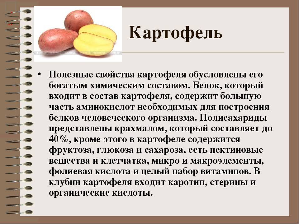 Вареная картошка - польза и вред для здоровья организма