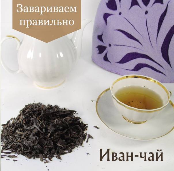 Иван-чай для чайников: раскрываем секреты заготовки - новости - gorodvo.ru