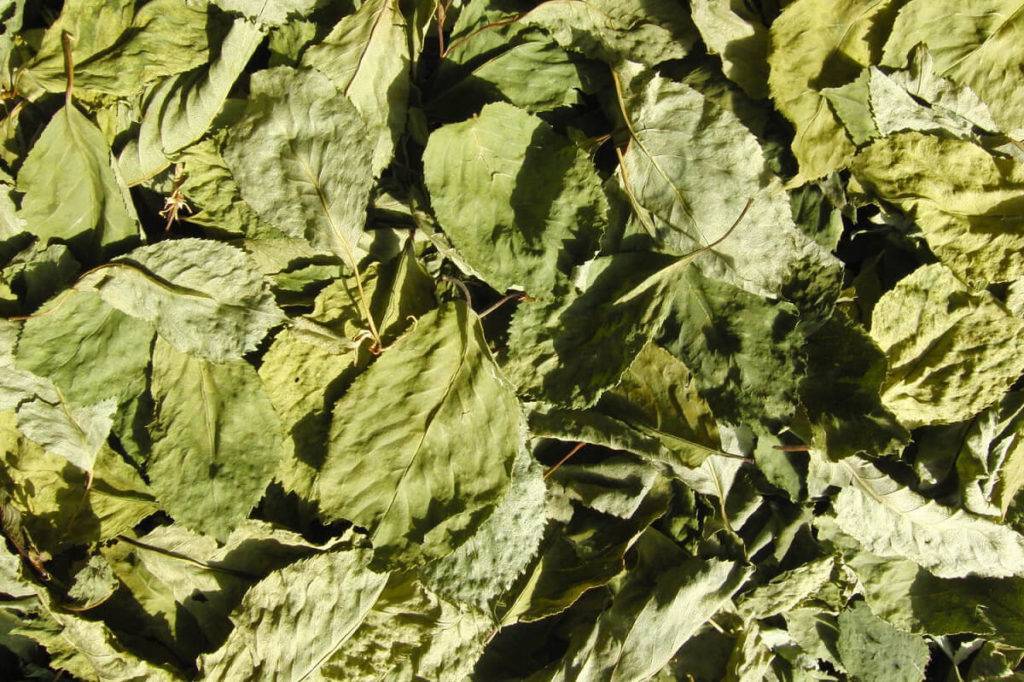 Чай из листьев???? вишни польза и вред, 12 свойств для здоровья