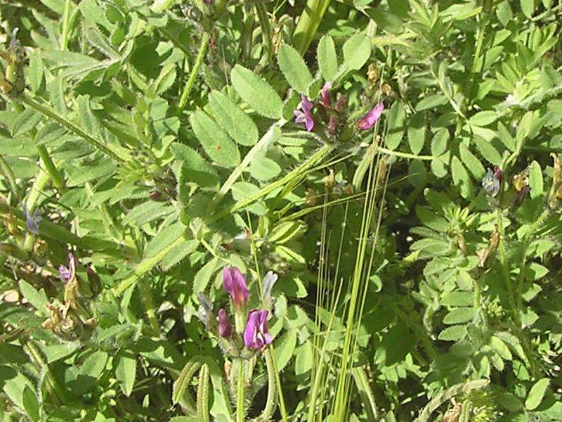 Астрагал шерстистоцветковый: применение травы | food and health