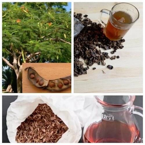 Кэроб или рожковое дерево: 9 полезных свойств для здоровья, дозировка и побочные эффекты
