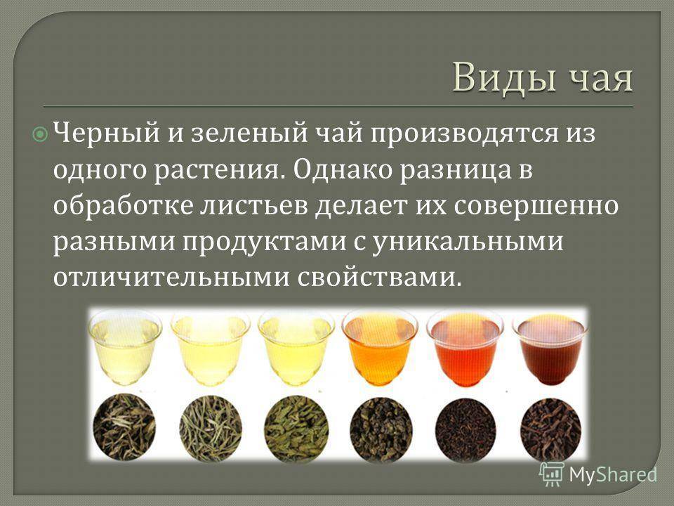 Чем зеленый чай отличается от черного: полезные свойства, особенности сбора и обработки, способы заваривания