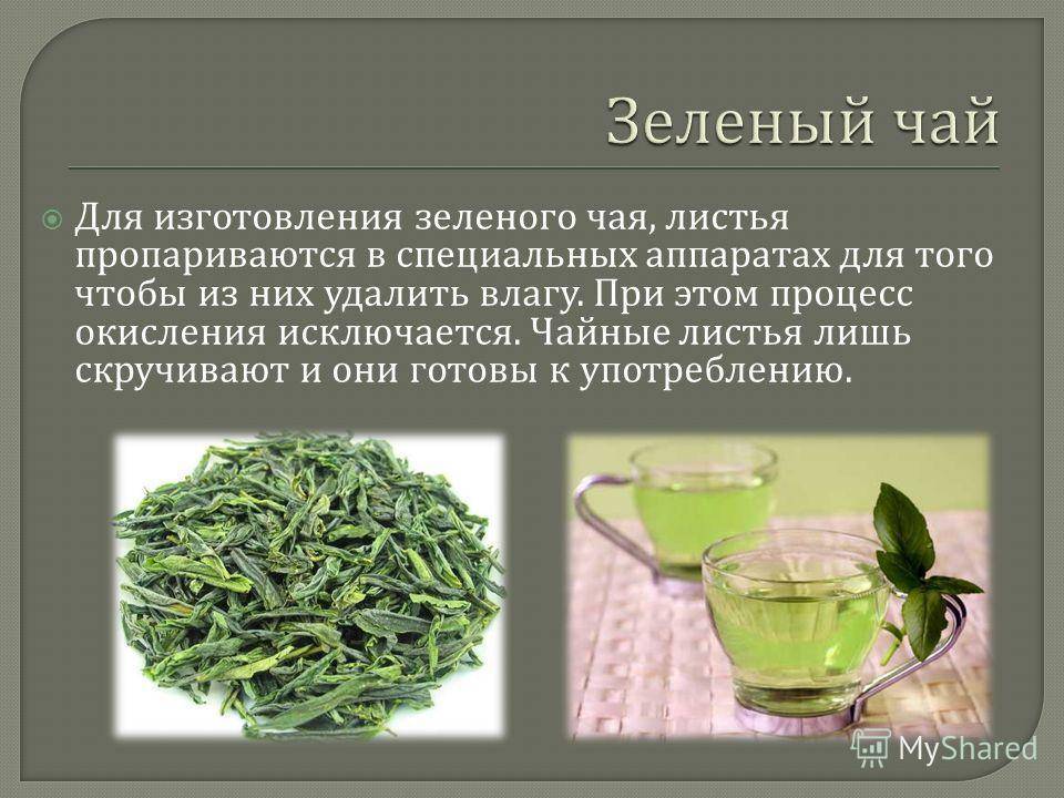Производство чая: технология изготовления и ферментации, используемое сырье