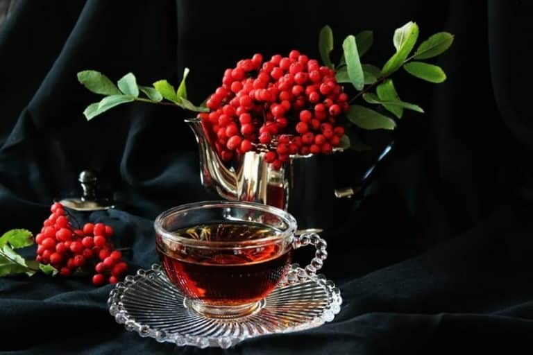 Чай из рябины красной: польза и вред отвара, как заваривать правильно