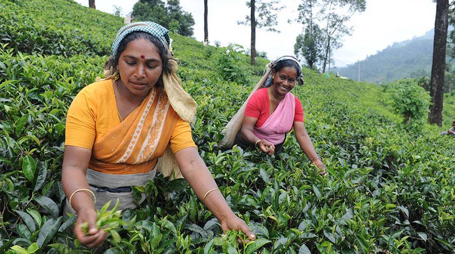 История чая в индии