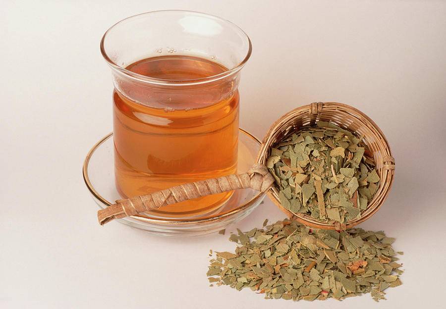 Эвкалиптовый чай – рецепты, его польза и вред