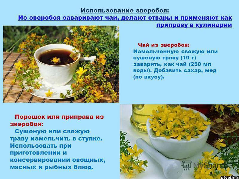 Железница крымская, чабан-чай, татар-чай, и лимонник крымский, четыре названия — одна польза