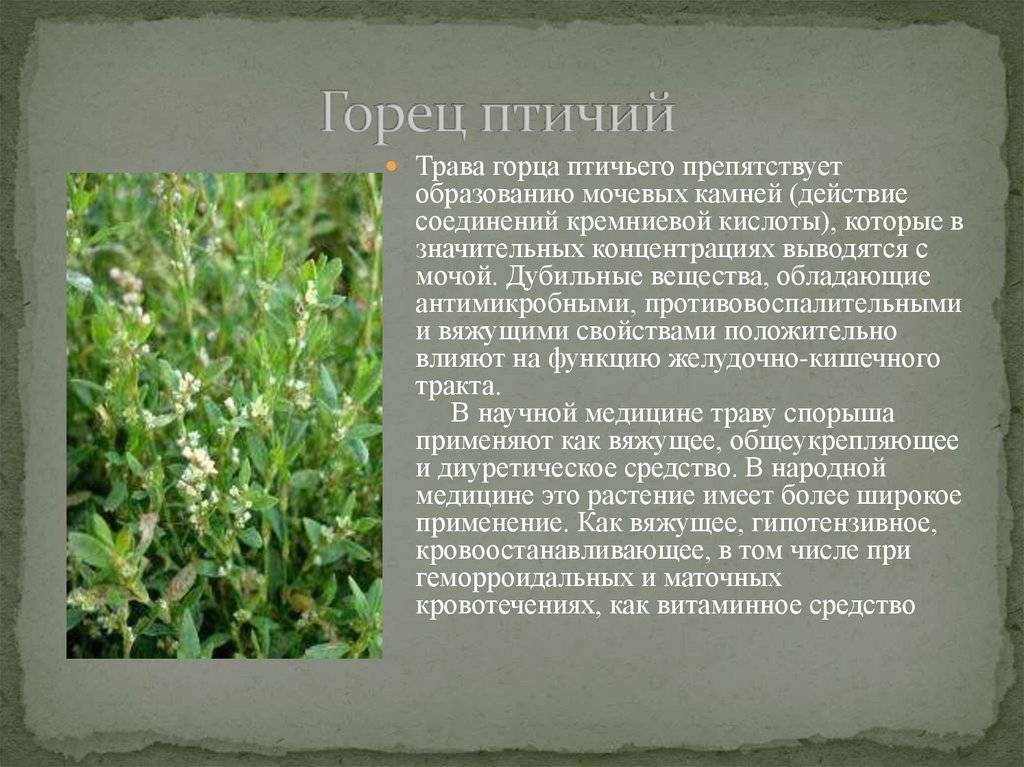 Спорыш: лечебные свойства и противопоказания травы, при подагре, при камнях, для зачатия | азбука здоровья