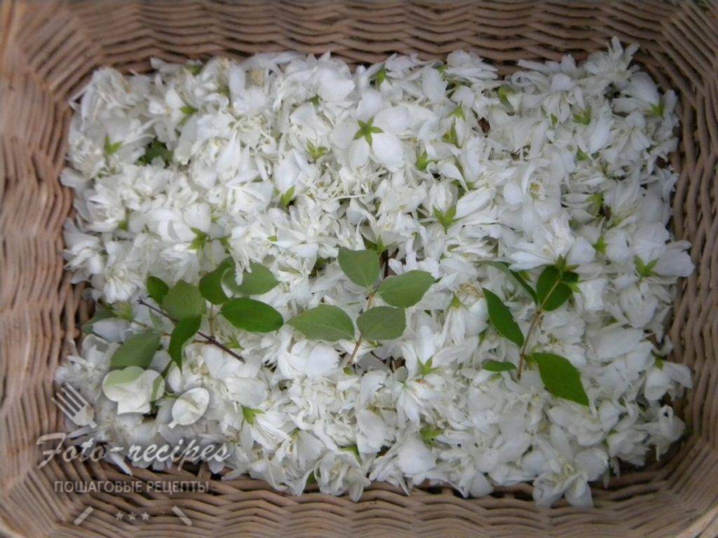 Полезные свойства, вред и противопоказания для здоровья цветков и листьев жасмина, лечебные свойства варенья из жасмина