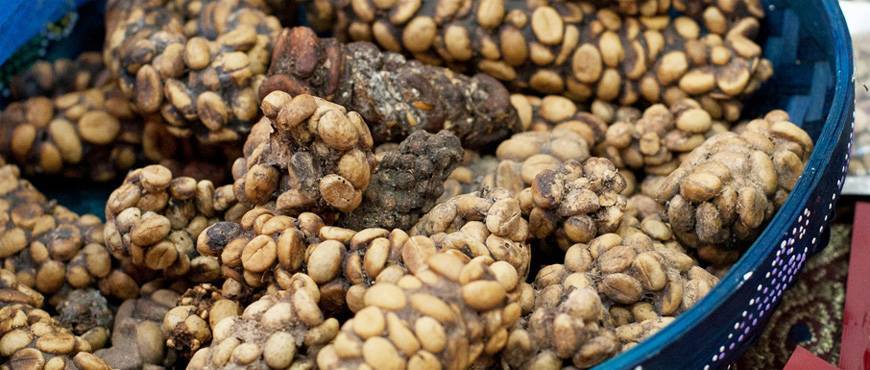 Обзор кофе из кала животных: самый дорогой кофе в мире из помета